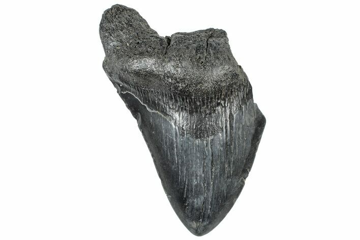 Partial, Fossil Megalodon Tooth - South Carolina #307661